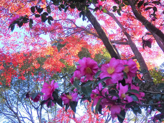 【秋の散歩道】師走の寒さの中の紅葉・森の水車公園は秋から冬へ