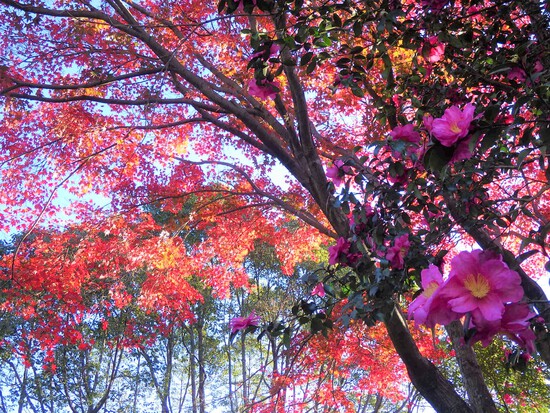 【秋の散歩道】師走の寒さの中の紅葉・森の水車公園は秋から冬へ
