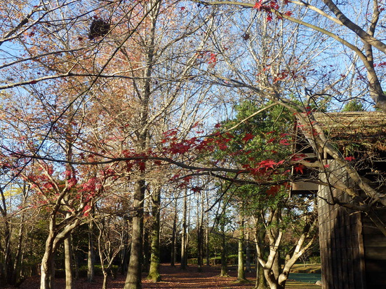 【秋の散歩道】師走の寒さの中の紅葉・森の水車公園は秋から冬へ