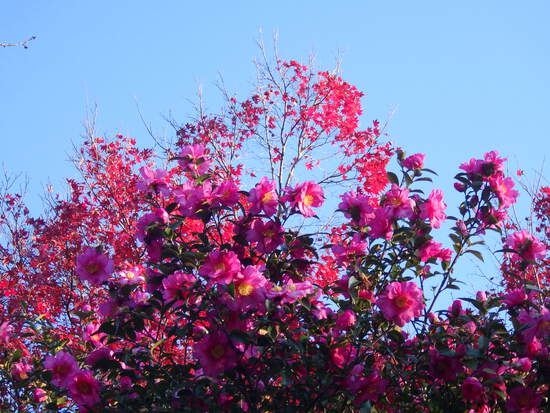【はままつの空】12/12～12/18　一週間の空の欠片まとめ