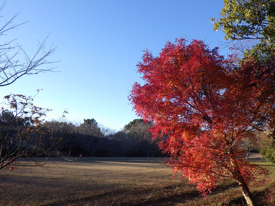 あたたかい紅葉の彩り・寒空の下に残った秋色の風景