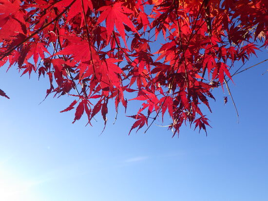 あたたかい紅葉の彩り・寒空の下に残った秋色の風景