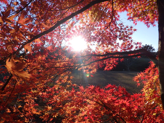 あたたかい紅葉の彩り・寒空の下に残った秋色の風景