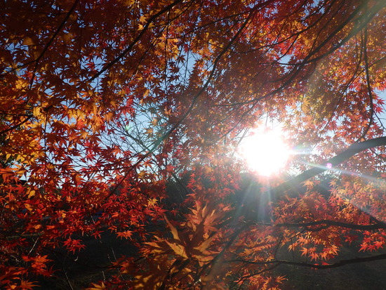 あたたかい紅葉の彩り・寒空の下に残った秋色の風景