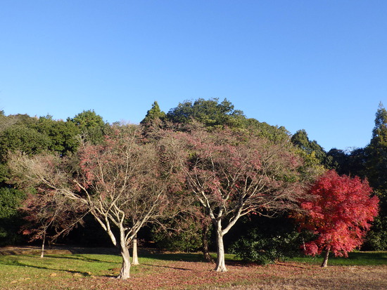 あたたかい紅葉の彩り・寒空の下に残った秋色の風景