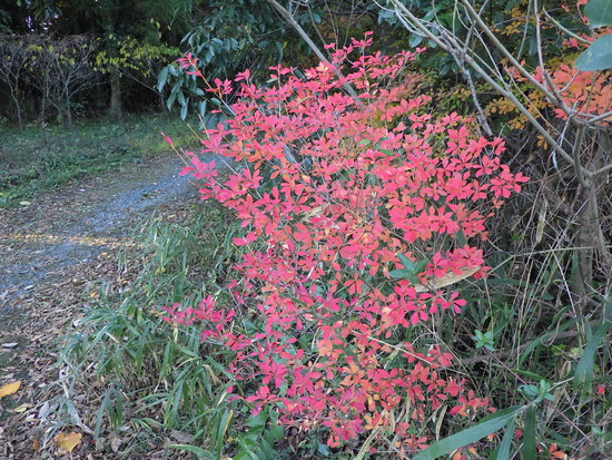 あたたかい紅葉の彩り・寒空の下に残った秋色の風景