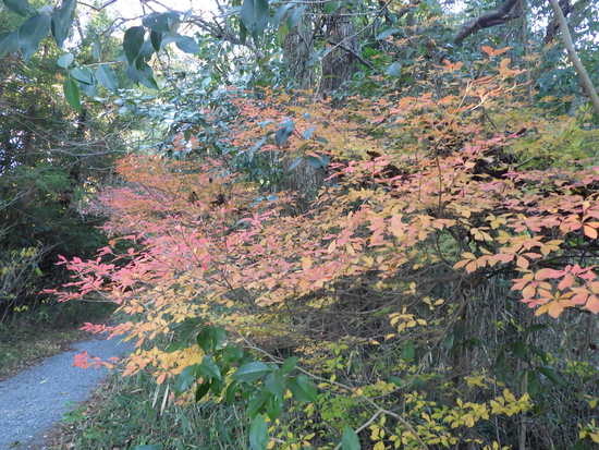 あたたかい紅葉の彩り・寒空の下に残った秋色の風景