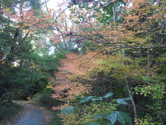 あたたかい紅葉の彩り・寒空の下に残った秋色の風景