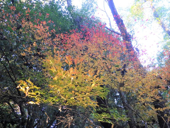 あたたかい紅葉の彩り・寒空の下に残った秋色の風景
