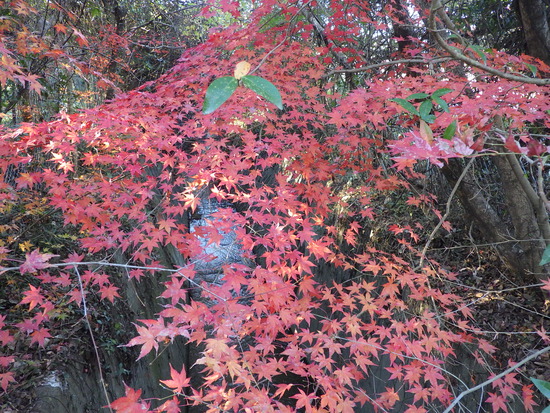 あたたかい紅葉の彩り・寒空の下に残った秋色の風景