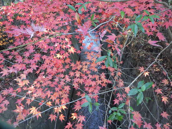 あたたかい紅葉の彩り・寒空の下に残った秋色の風景