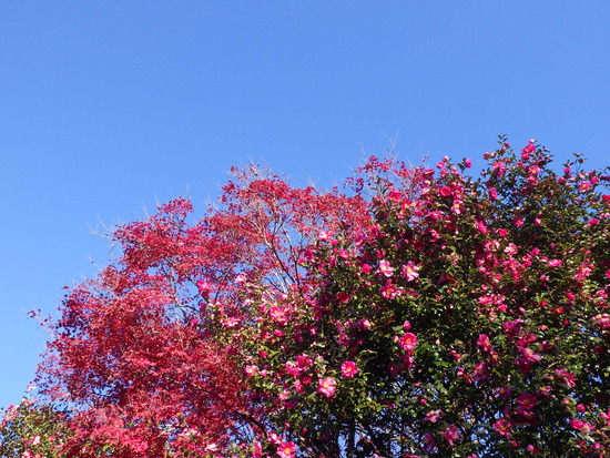 あたたかい紅葉の彩り・寒空の下に残った秋色の風景
