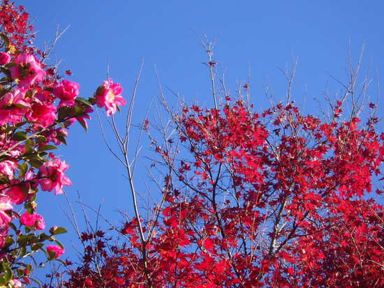 あたたかい紅葉の彩り・寒空の下に残った秋色の風景