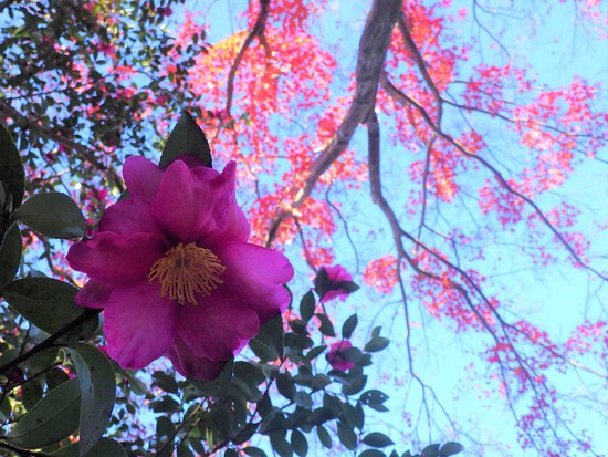 あたたかい紅葉の彩り・寒空の下に残った秋色の風景