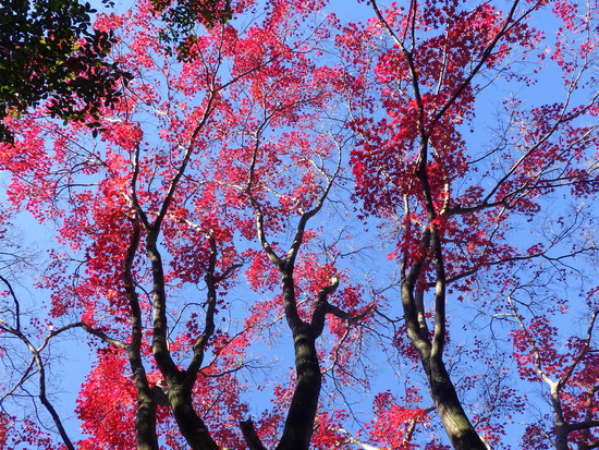 あたたかい紅葉の彩り・寒空の下に残った秋色の風景