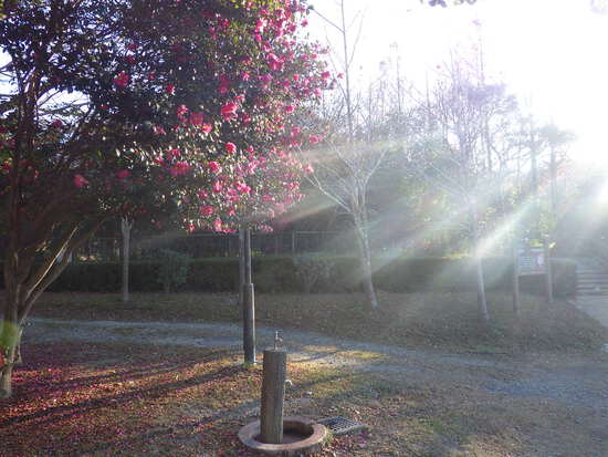 あたたかい紅葉の彩り・寒空の下に残った秋色の風景