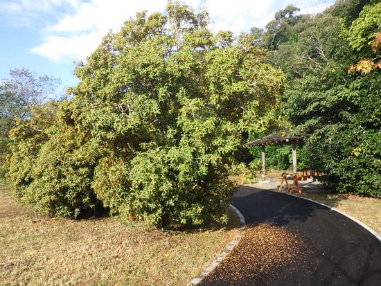 【秋の気配をさがして】秋に咲くサクラ②　キンモクセイとユリ・紅葉のはじまり