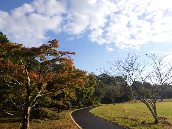 【秋の気配をさがして】秋に咲くサクラ②　キンモクセイとユリ・紅葉のはじまり