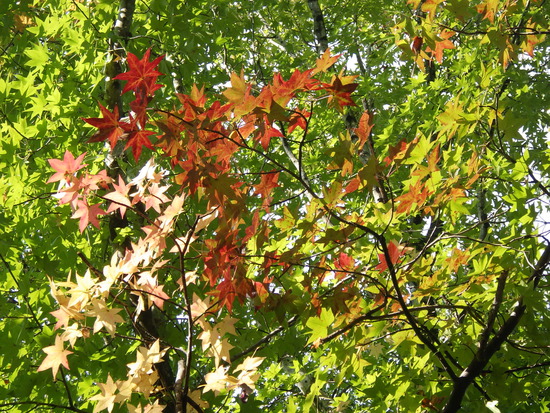 【秋の気配をさがして】秋に咲くサクラ②　キンモクセイとユリ・紅葉のはじまり
