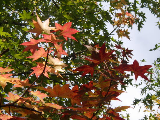 【秋の気配をさがして】秋に咲くサクラ②　キンモクセイとユリ・紅葉のはじまり