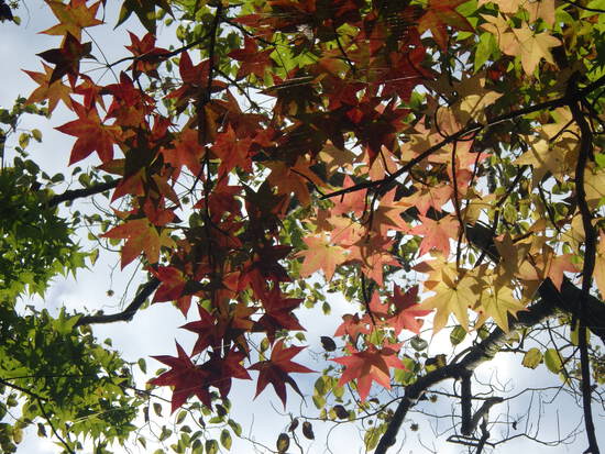 【秋の気配をさがして】秋に咲くサクラ②　キンモクセイとユリ・紅葉のはじまり