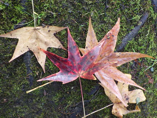 【秋の気配をさがして】秋に咲くサクラ②　キンモクセイとユリ・紅葉のはじまり