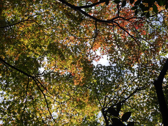 【秋の気配をさがして】秋に咲くサクラ②　キンモクセイとユリ・紅葉のはじまり