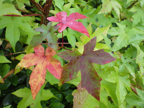 【秋の気配をさがして】秋に咲くサクラ②　キンモクセイとユリ・紅葉のはじまり