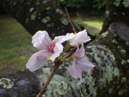 【秋の気配をさがして】秋に咲くサクラ②　キンモクセイとユリ・紅葉のはじまり