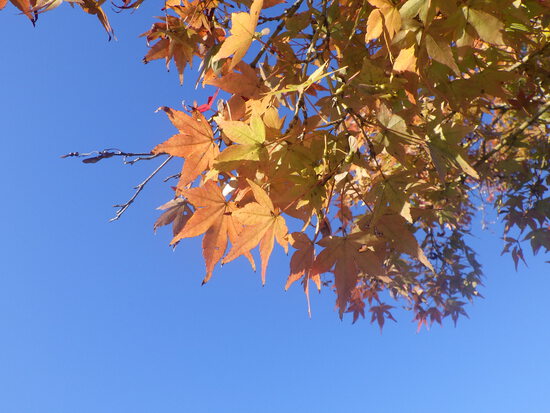 【秋の気配をさがして】ユリが咲く森の水車公園・紅葉のはじまりと金木犀の香り