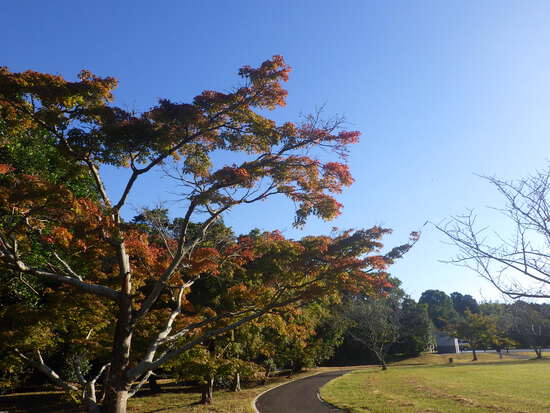 【秋の散歩道】水面に映る紅葉・水車公園で見つけた小さな秋
