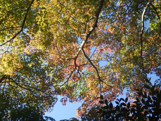 【秋の散歩道】水面に映る紅葉・水車公園で見つけた小さな秋
