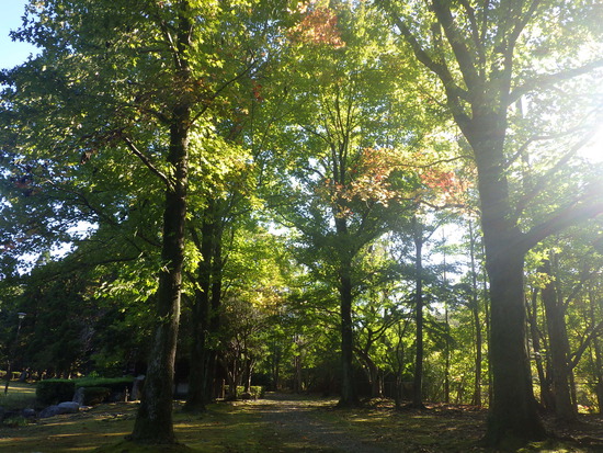 【秋の散歩道】水面に映る紅葉・水車公園で見つけた小さな秋