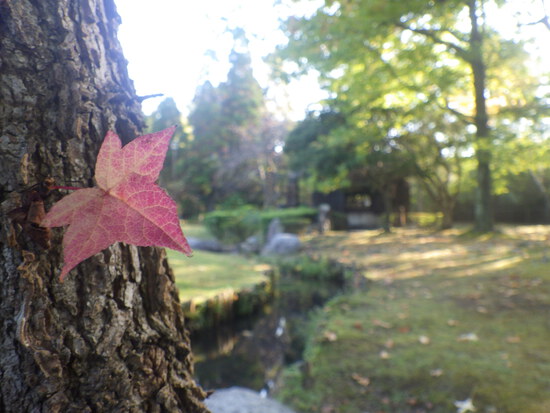 【秋の散歩道】紅葉がはじまった森の水車公園