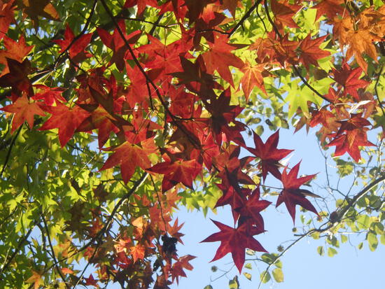 【秋の散歩道】紅葉がはじまった森の水車公園