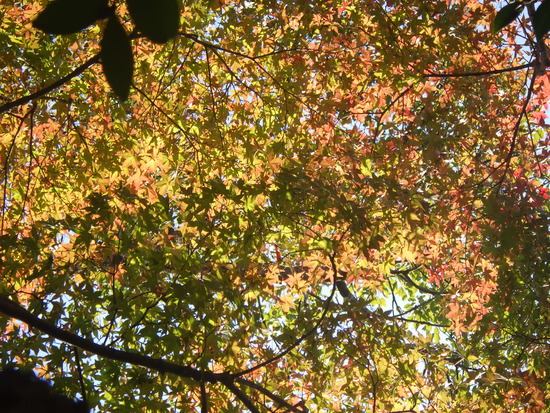 【秋の散歩道】紅葉がはじまった森の水車公園