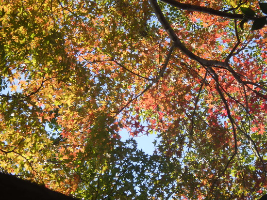 【秋の散歩道】紅葉がはじまった森の水車公園