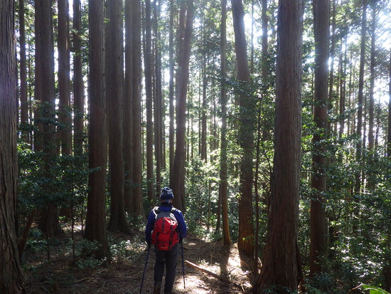 遠州森町の秘境・大日山をかわせみ湖から周回②　急登の尾根道