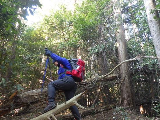 湖西連峰・坊ヶ峰へ！平山登山口から中山峠を冒険！三角点と新ルート探索