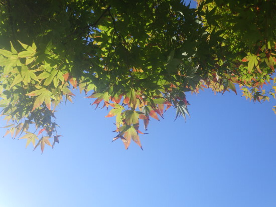 【秋の散歩道】ハロウィンの森・山茶花（サザンカ）の咲いた水車公園
