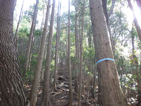 くんま水車の里から鳶ノ巣山・大日山を稜線縦走　急登と藪漕ぎを満悦