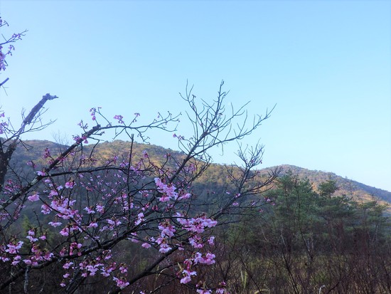 雨生山と金山を世界の桜の園から周回！早春の心地よい風の中を低山歩き