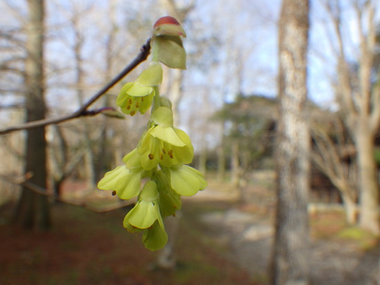 春来る、森の水車公園！コブシ・シモクレン・トサミズキ・マンサク等　花の共演