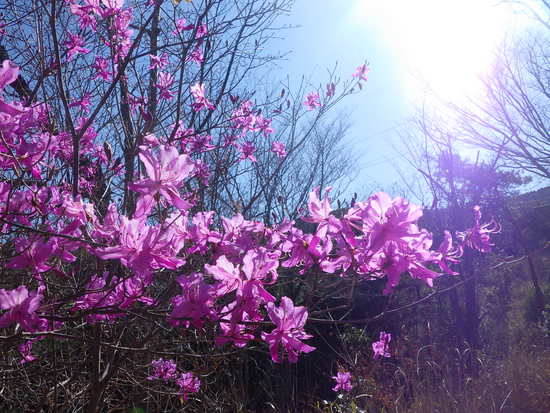 雨生山と金山を世界の桜の園から周回！早春の心地よい風の中を低山歩き