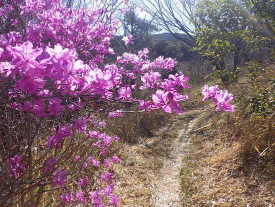 雨生山と金山を世界の桜の園から周回！早春の心地よい風の中を低山歩き