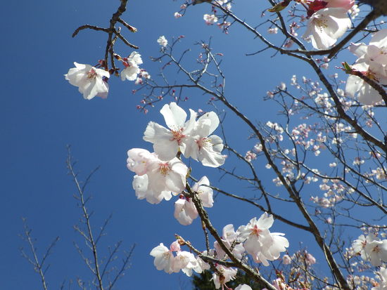 雨生山と金山を世界の桜の園から周回！早春の心地よい風の中を低山歩き