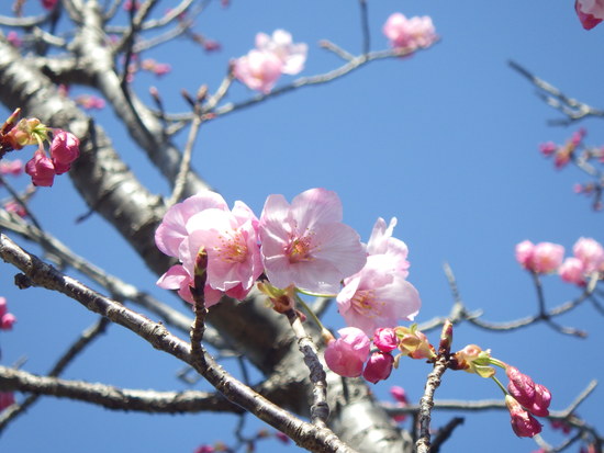 雨生山と金山を世界の桜の園から周回！早春の心地よい風の中を低山歩き