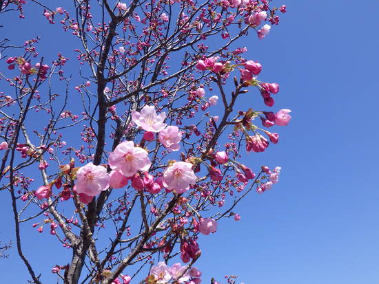 雨生山と金山を世界の桜の園から周回！早春の心地よい風の中を低山歩き