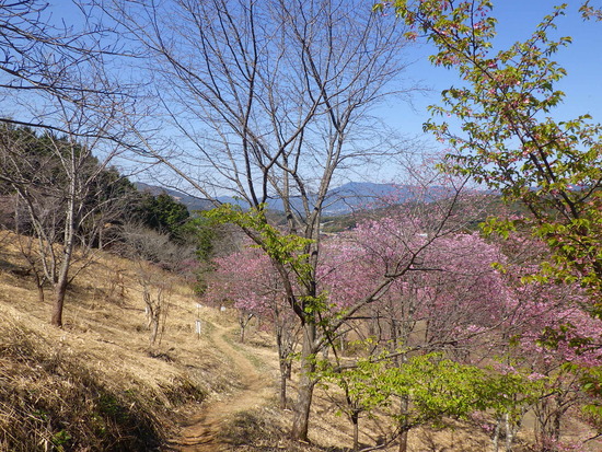 雨生山と金山を世界の桜の園から周回！早春の心地よい風の中を低山歩き