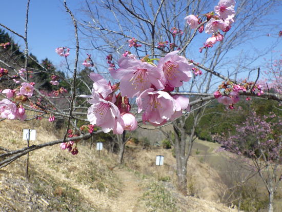 雨生山と金山を世界の桜の園から周回！早春の心地よい風の中を低山歩き